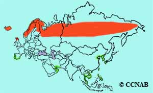 Eurasian Whimbrel range map