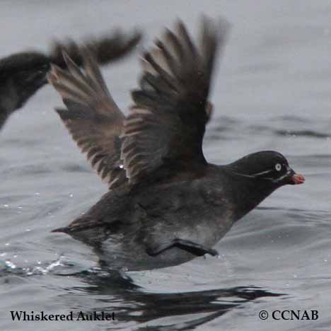 Birds of North America