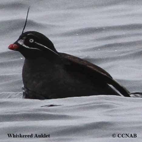 Whiskered Auklet