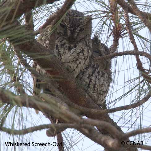 North American Birds songs and calls