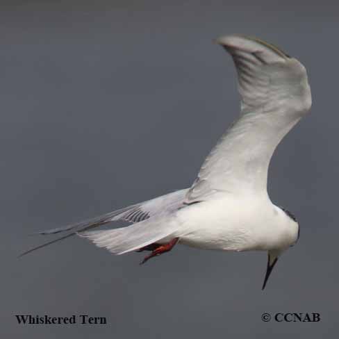 Birds of North America