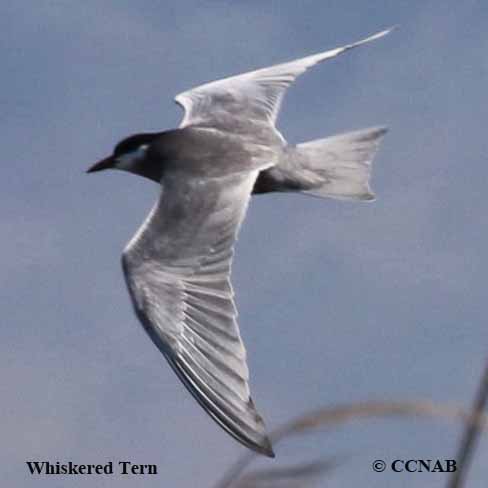 Birds of North America