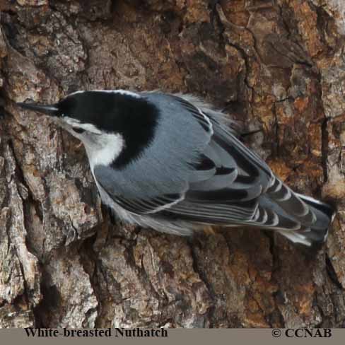 North American Nuthatches