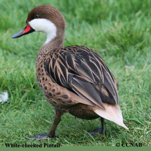 Birds of North America