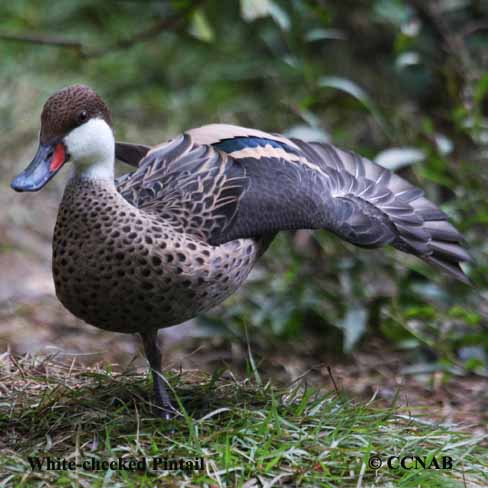 Birds of North America