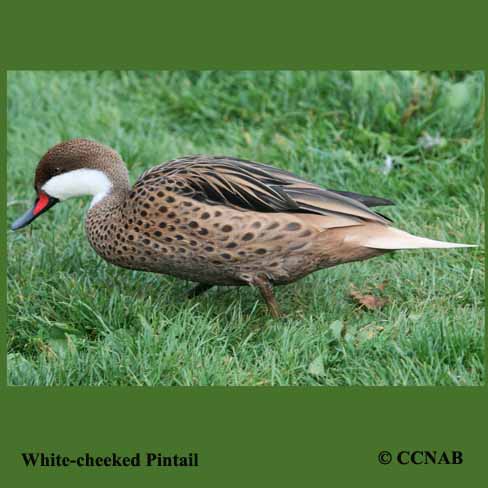 Birds of North America