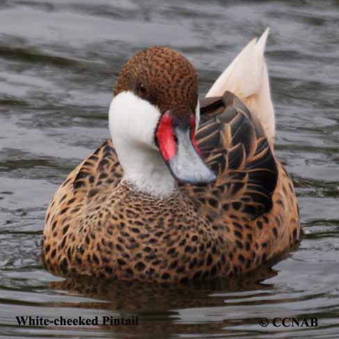Birds of North America