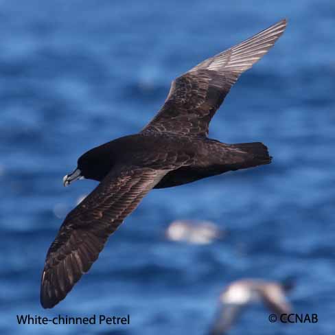 Birds of North America