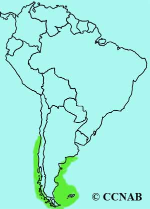 White-chinned Petrel range map