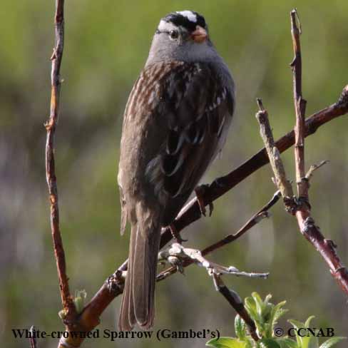 Birds of North America