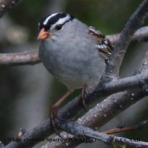 North American Sparrows