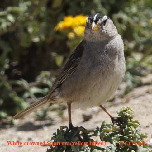 Birds of North America