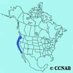 White-crowned Sparrow (yellow-billed) range map