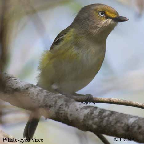 Birds of North America