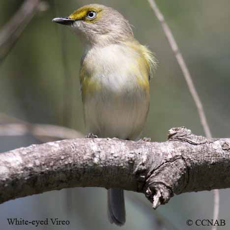 Birds of North America