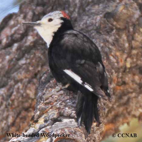 White-headed_Woodpecker