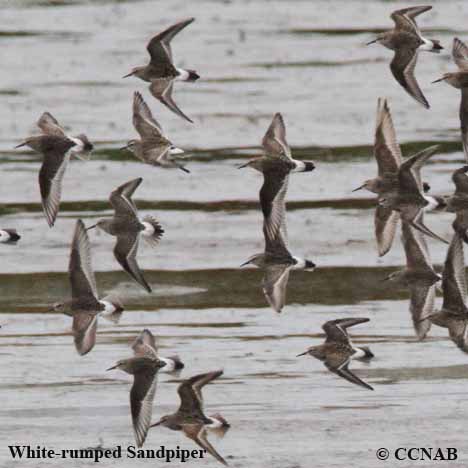 Birds of North America