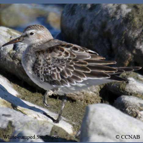 Birds of North America