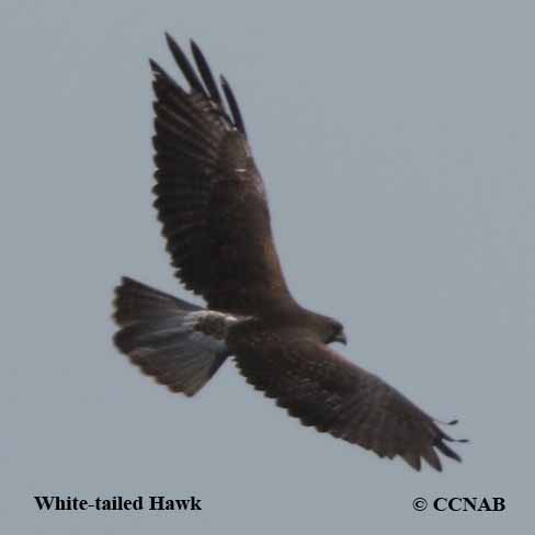 Birds of North America