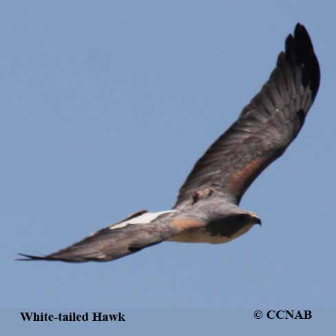 Birds of North America