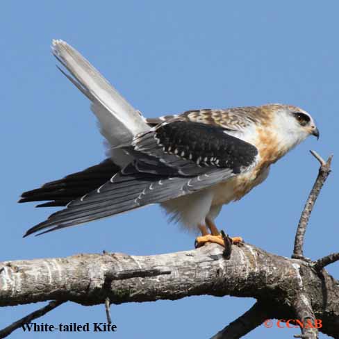 Birds of North America