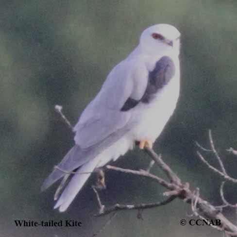 Birds of North America