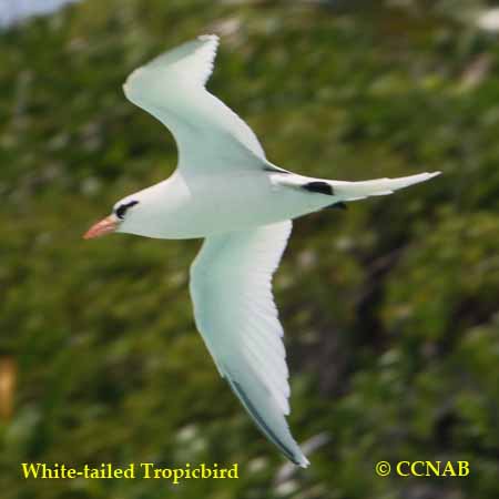 Birds of North America