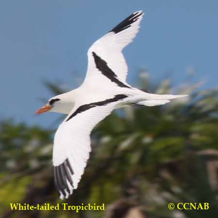 Birds of North America