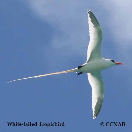 Birds of North America
