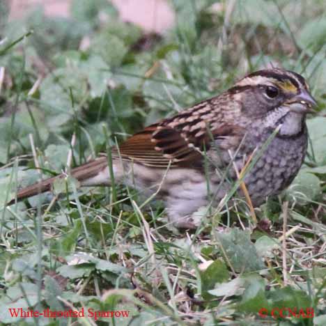 Birds of North America