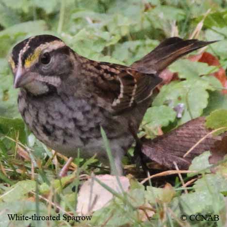 Birds of North America
