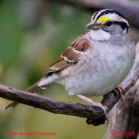 North American Sparrows