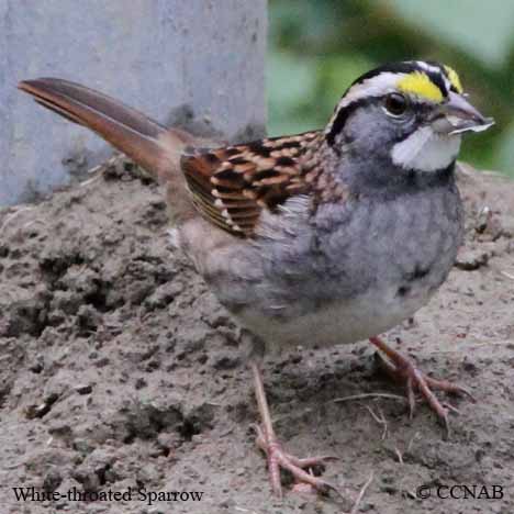 White-throated Sparrow