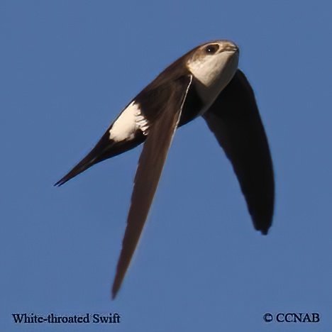 Birds of North America