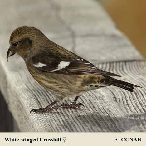 Birds of North America