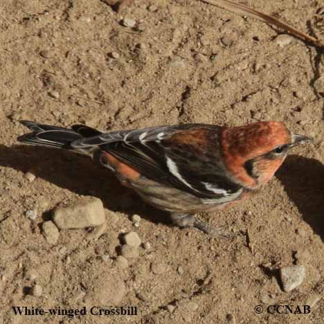 North American Crossbills