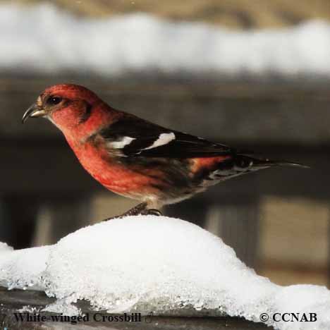 Birds of North America