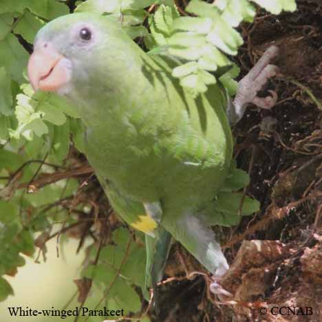 Birds of North America