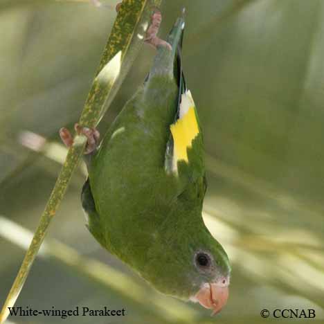 Birds of North America