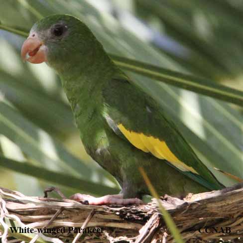 Birds of North America