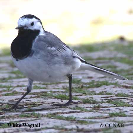 White Wagtail