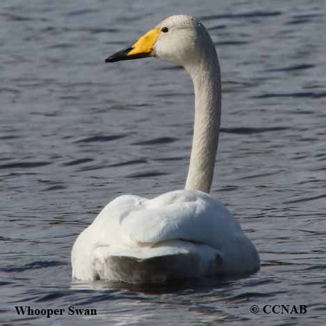 Birds of North America