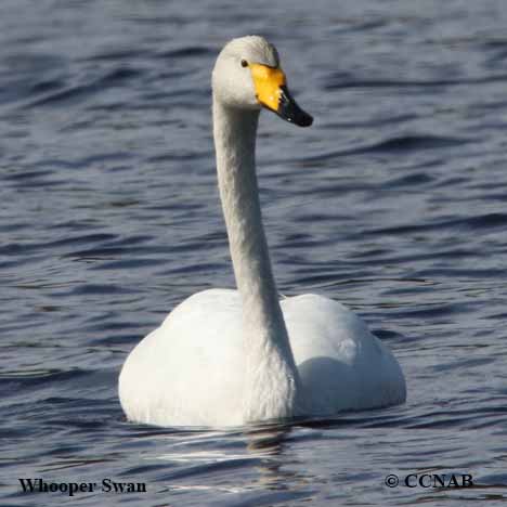 Birds of North America