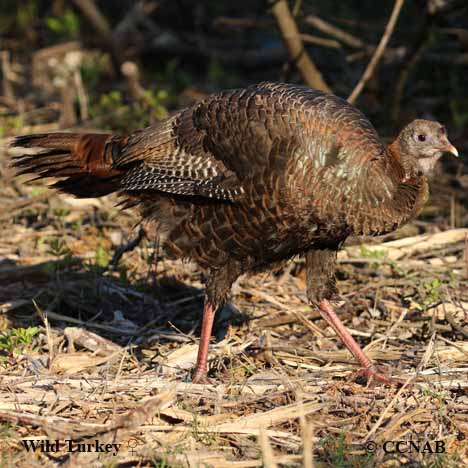 Birds of North America