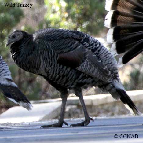 Birds of North America