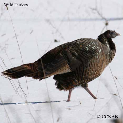 Birds of North America