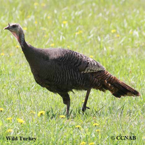 North American Turkeys