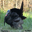 Wild Turkey songs and calls