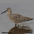 Willet songs and calls