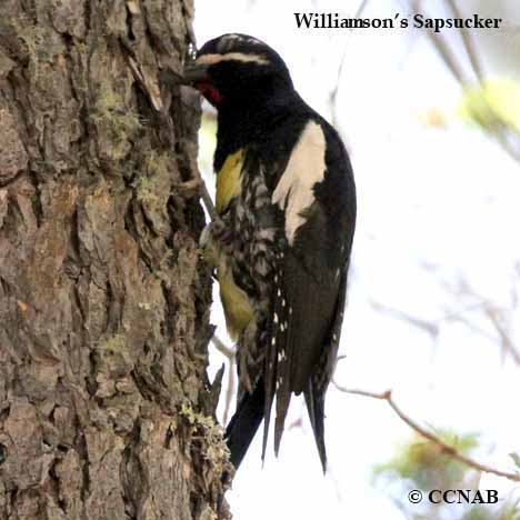 Birds of North America